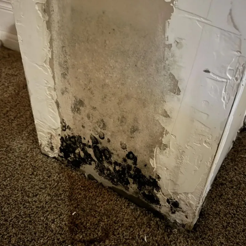 Professional Mold Removal in Amidon, ND